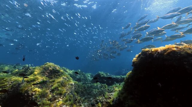 Salema porgy and Saddled seabream shoals in crystal sea water
