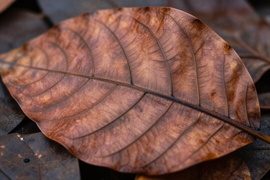 A close up of a leaf with brown and green veins