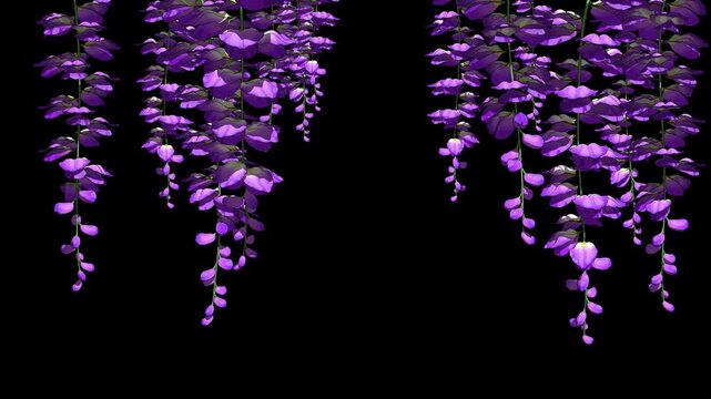 Blooming Wisteria Flowers on Alpha 