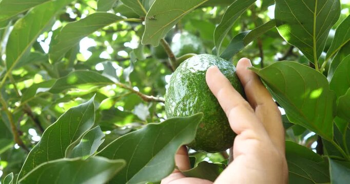 A farmer's hands are checking the growing avocados on a tree; the farmer and the avocado harvest.