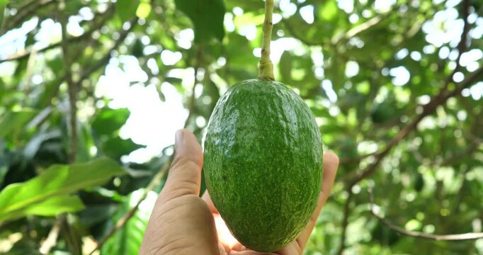 A farmer's hands are checking the growing avocados on a tree; the farmer and the avocado harvest.