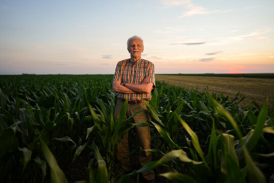 An elderly man stands with crossed arms in a cornfield during sunset. The sky shows colors of orange and pink as daytime ends. Rows of corn surround him under clear skies.