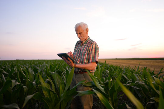 A farmer stands in a corn field while using a tablet. The sun sets in the background, casting a warm light. The field has tall green plants and open space around.