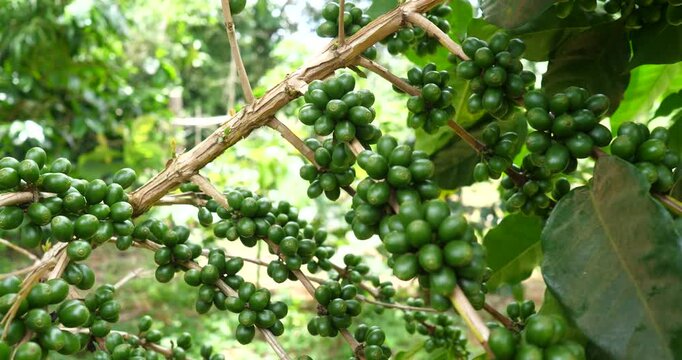 Coffee plantation, coffee growing concept, coffee plants growing on trees.