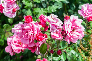 Obraz premium Beautiful blooming pink roses in a sunny summer garden