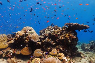 Vivid reef seascape with tropical marine life. Scuba diving, aquatic wildlife. Colorful reef with swimming fish. Corals, blue water and fish. Scuba diving on the reef, travel picture. © blue-sea.cz