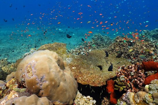 Rich underwater coral reef, hard corals with colorful fish in the blue water. Marine life in the sea, underwater photo. Scuba diving on the reef in the tropical ocean.Travel picture, aquatic wildlife.