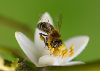 Bees pollinating delicate white flowers in a lush garden during a sunny afternoon © Михаил Шорохов