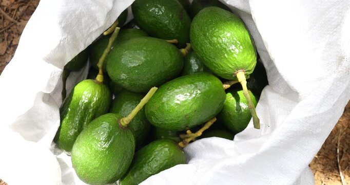 A pile of avocados in sacks, fresh avocados, avocado harvesting.