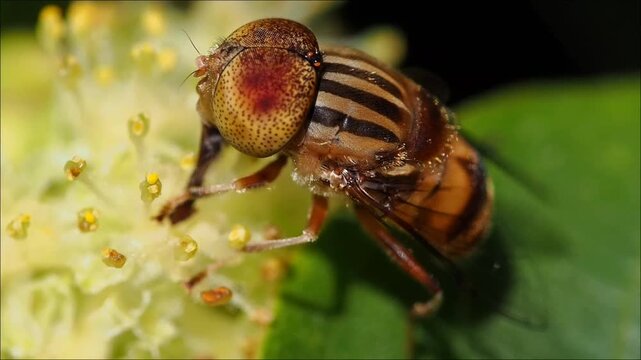 Eristalinus Taeniops Diptera Syrphidae Mauritius hoverfly at work