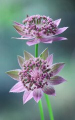 Różowe kwiaty jarzmianki większej (Astrantia major) w zbliżeniu na rozmytym zielonym tle © mycatherina