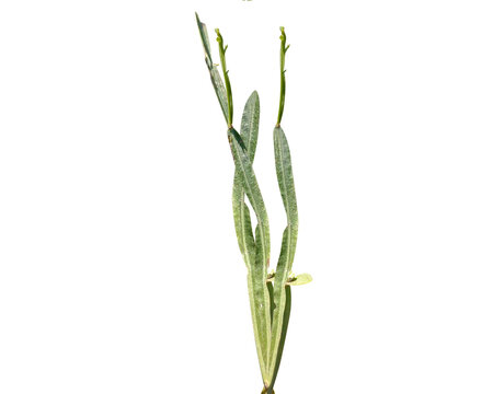 Baccharis articulata or carqueja branca plant isolated on a white background