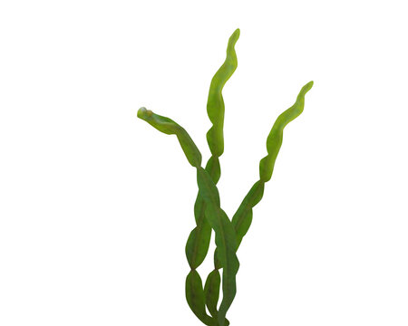 Baccharis articulata or carqueja branca plant isolated on a white background