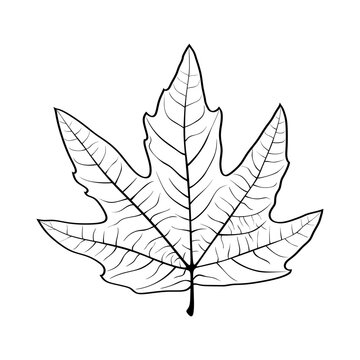 Hand drawn vector chinar leaf. Detailed botanical sketch of  Platanus orientalis leaf, also known as oriental plane or Old World sycamore, isolated on a white background. Vector illustration