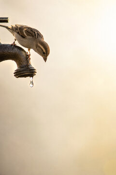 Sparrow watching a single water drop from an old outdoor tap