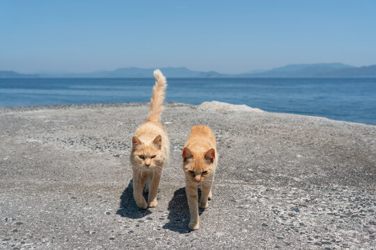 海を背に並んで歩く猫