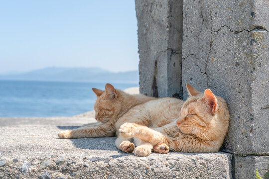 島の猫