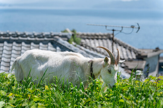 山口県祝島のヤギ