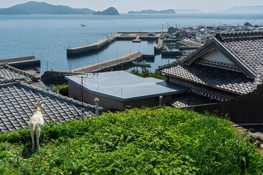 祝島の港を眺めるヤギ