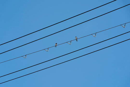 電線にとまる小鳥