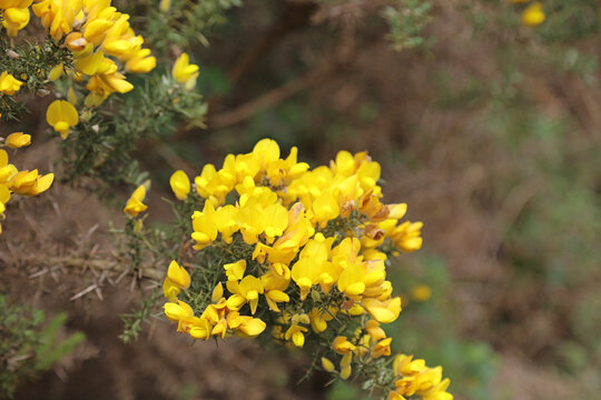 Macro image of yellow Gorse blooms, Derbyshire England
