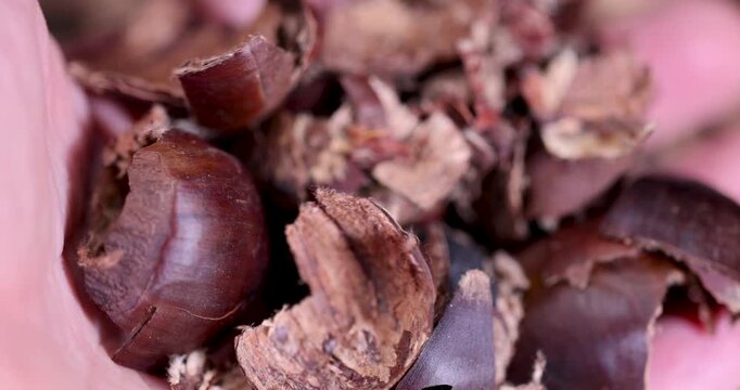 Fragments of a dark-colored chestnut shell, this chestnut shell consists of small concave elements of solid protection of the edible nut kernel.