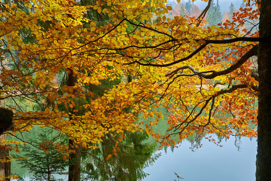 Autumn lake in autumn woods. Lake water reflection in autumn woods