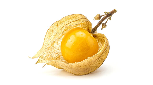 Fresh golden physalis fruit with papery husk isolated on white background