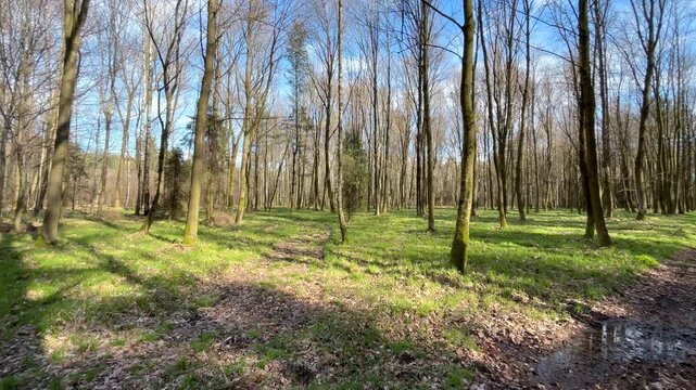 Rotating camera shot in a sunlit spring forest with tall pine trees and woodland path, capturing peaceful natural scenery, fresh greenery and tranquil outdoor environment.	
