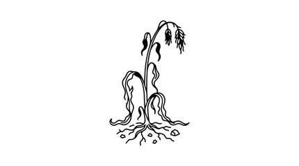 Obraz premium Wilted Oat Plant Drawing, Drought and Agriculture Concept