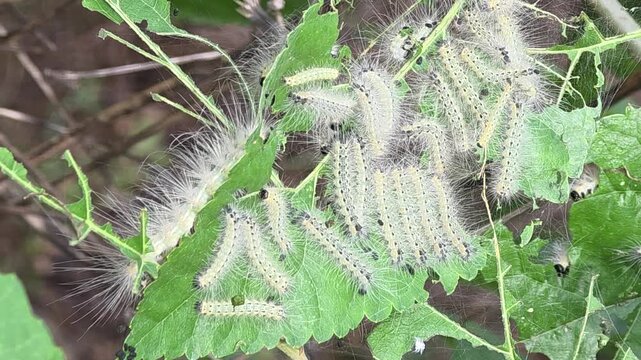 
4K Extreme Close-up Macro Shot of a Group of Fall Webworm Caterpillars (Hyphantria cunea) Swarming and Feeding on a Green Leaf

