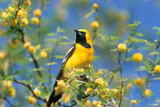 01609-00115 Hooded Oriole (Icterus cucullatus) male in Whitethorn Acacia (Acacia constricta)  AZ