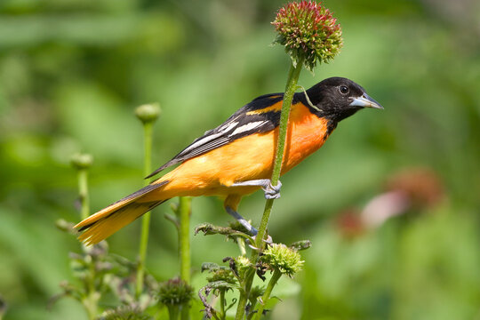 01611-06212 Baltimore Oriole (Icterus galbula) male on Purple Conflower (Echinacea purpurea) in flower garden Marion Co. IL
