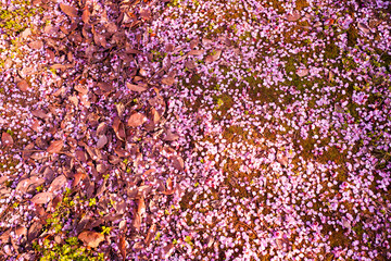 Obraz premium Pink blossom petals and withered leaves scattered on mossy ground