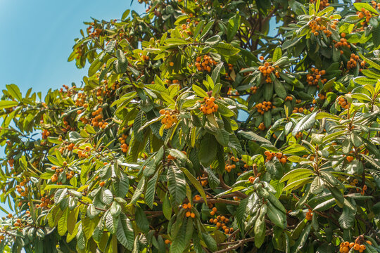 Ripe loquat fruits on tree branches in summer sunlight