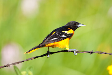 Obraz premium 01611-08906 Baltimore Oriole (Icterus galbula) male on barbed wire fence in flower garden, Marion Co., IL