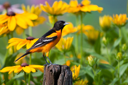 01611-09014 Baltimore Oriole (Icterus galbula) male on post in flower garden with Black-eyed Susans (Rudbeckia hirta)  Marion Co., IL