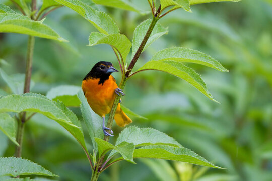 01611-09403 Baltimore Oriole (Icterus galbula) male on Joe Pye Weed  (Eupatorium purpureum) in flower garden, Marion Co., IL