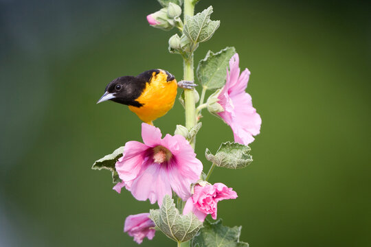 01611-082.05 Baltimore Oriole (Icterus galbula) male on hollyhock (Alcea rosea)  Marion Co. IL