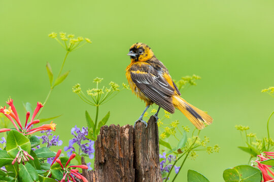 01611-10013 Baltimore Oriole (Icterus galbula) female on fence post near flower garden Marion Co. IL