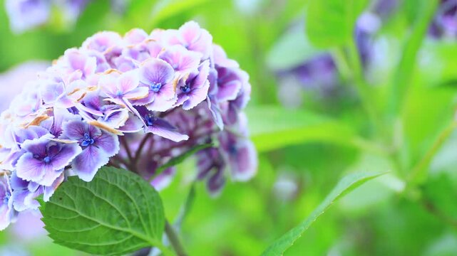 Hydrangea in Morning Light &ndash; Gentle 4K Bloom with Copy Space (No Audio)