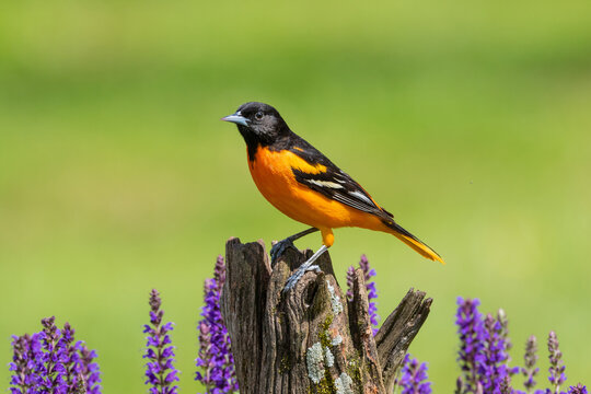01611-10017 Baltimore Oriole (Icterus galbula) male on fence post near flower garden Marion Co. IL