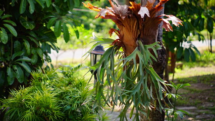 Large Staghorn Fern (Platycerium) Growing on Tree Trunk in Tropical Garden Epiphyte Plant Concept © ZiZhoel