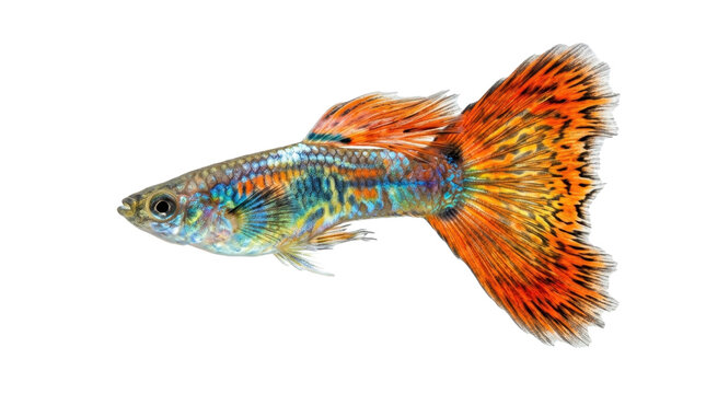 A vibrant male guppy fish with a large, colorful tail swims gracefully against a clean white background, showcasing its iridescent scales and fins in a studio shot.