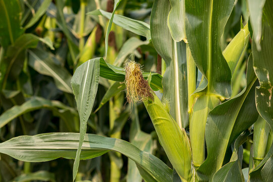 Cornfield with corn ear and silk growing on cornstalk. Ethanol, farming and agriculture concept