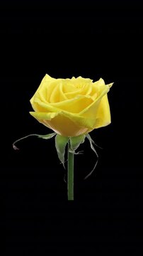 Time lapse of opening yellow rose with ALPHA transparency channel isolated on black background, vertical orientation
