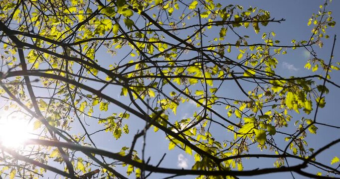 Dark oak branches with green foliage, numerous branches of the tree intertwine under the sky and create an openwork natural pattern of small leaves.