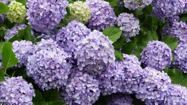 曇り空の初夏、飛鳥の小径で画面いっぱいに咲き誇る紫色の紫陽花（あじさい）のクローズアップ
