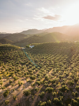 Aerial view of Hacienda El Tarajal Boutique BB nestled in a vast olive grove with rolling hills and warm golden hour sunlight in El Tarajal, Andalucia, Spain.
