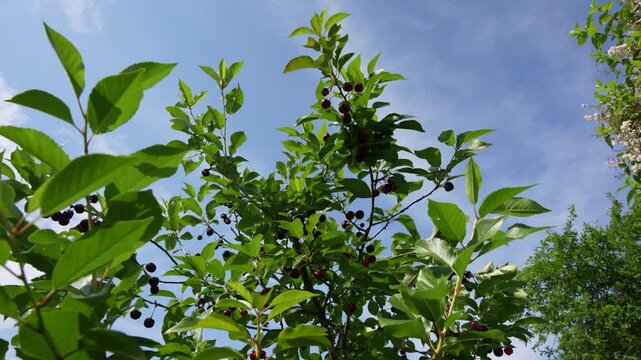 A sweet cherry tree, Prunus avium, reaches upward with dark red fruit and fresh green leaves. The video captures orchard foliage, blue sky, sunlight, and seasonal abundance.